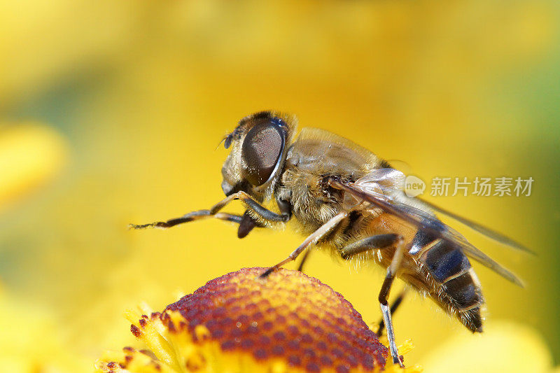 粪蜂在氦气花上