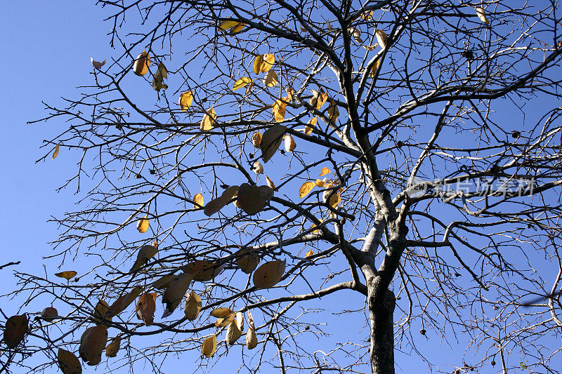 秋叶映衬着蓝天