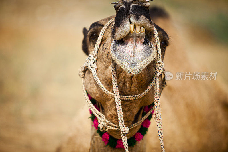 印度普什卡集市上微笑的骆驼