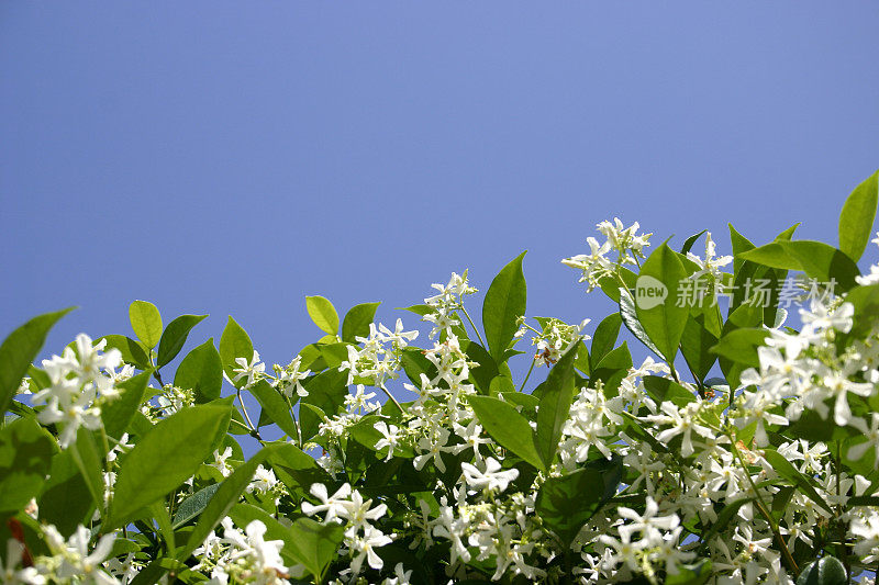 蓝天和白色的茉莉花
