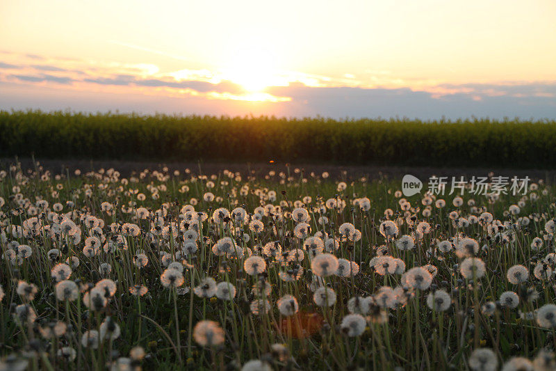 夕阳下的草地