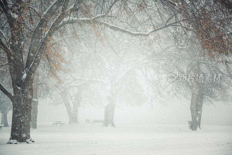在冬季暴风雪中高大光秃秃的树木