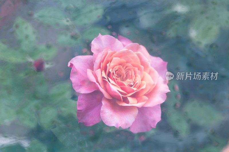 雨后日本玫瑰