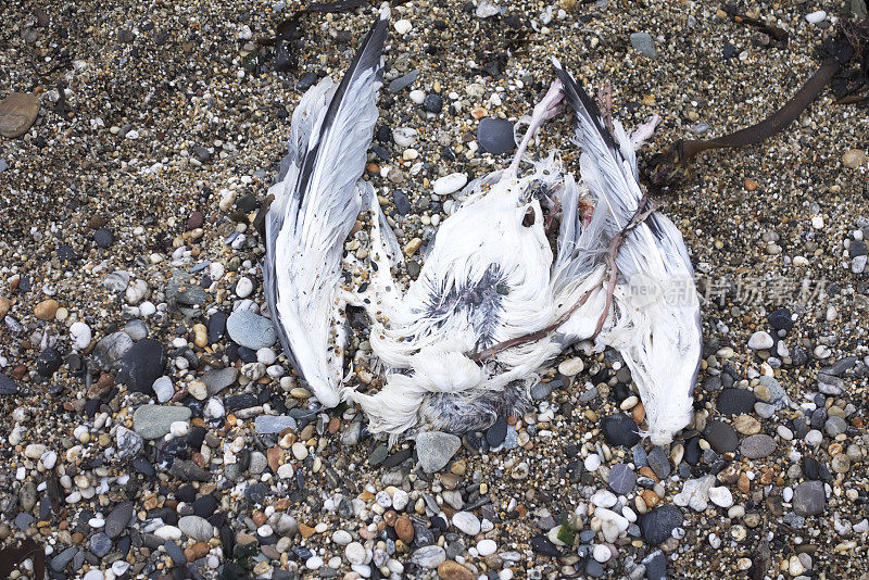 海滩上死去的海鸟