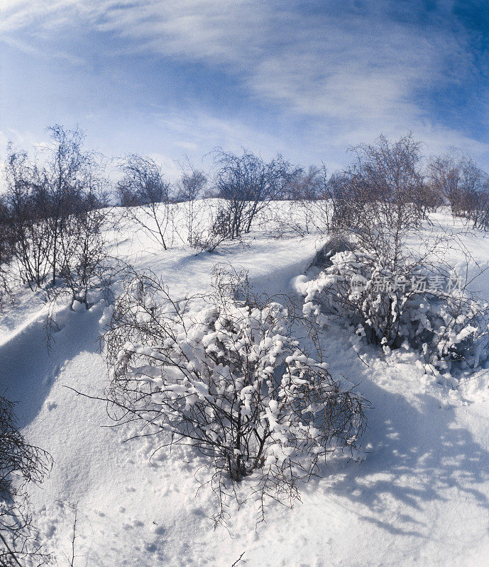 冬天，雪，田野，骆驼刺。阿斯特拉罕地区、俄罗斯