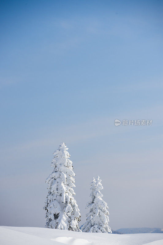 白雪覆盖的冷杉