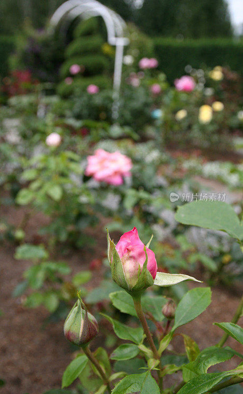 玫瑰花蕾在花园