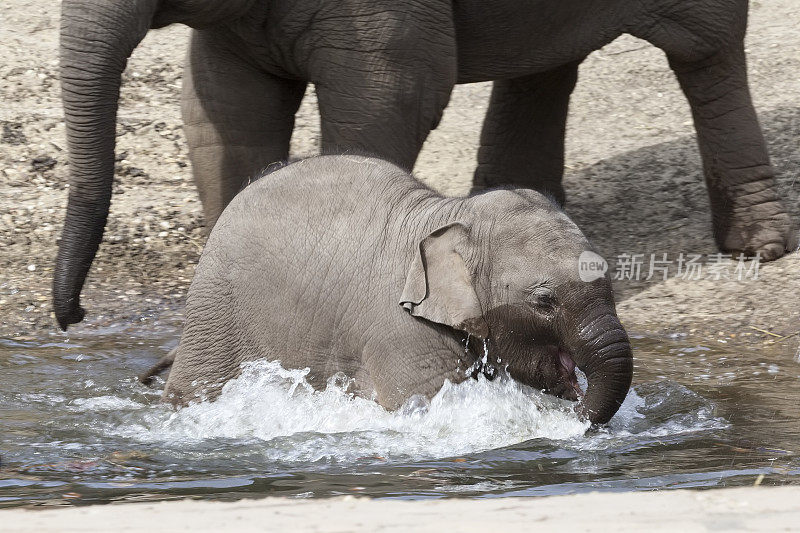 小象在水里玩耍
