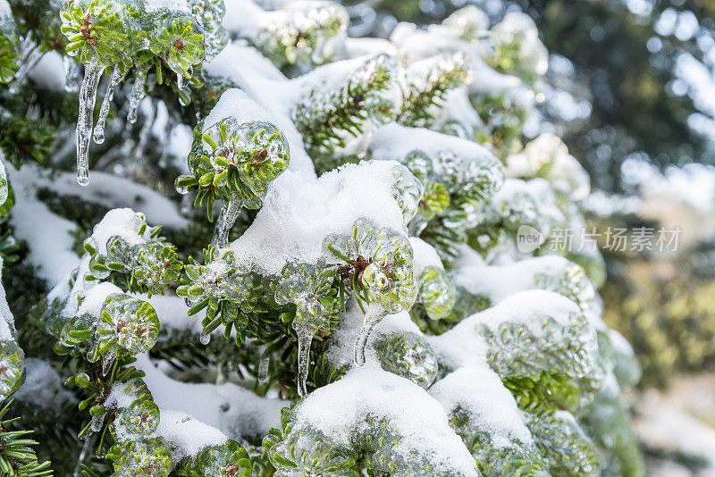 松树上有冰雪