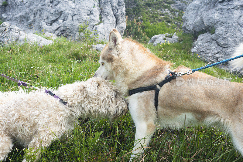 欧洲斯洛维尼亚山区的柴犬和白梗