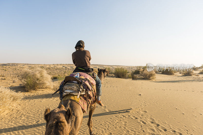 在沙漠中的骆驼上