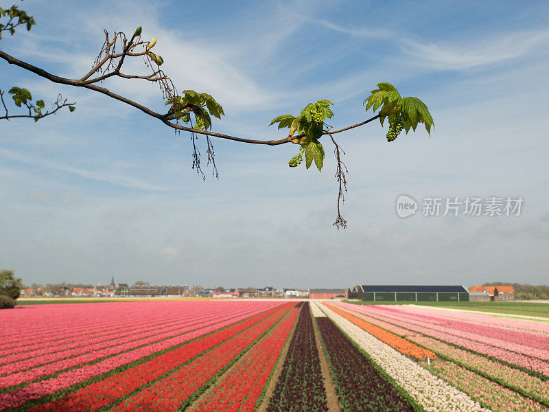 郁金香花圃