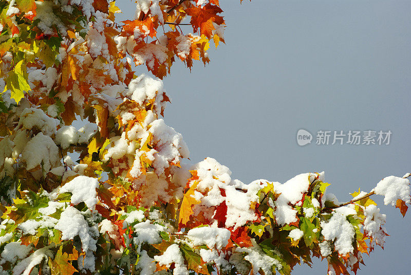 拳头雪