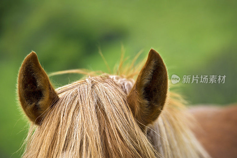 马的耳朵