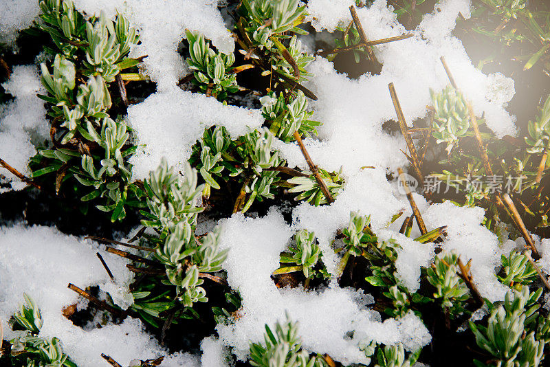 绿色植物上的雪，阳光，全帧特写背景