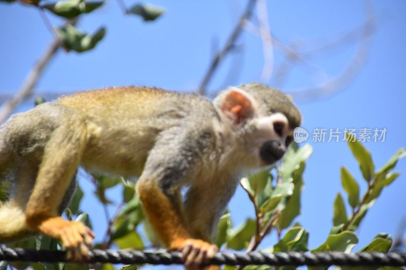 绳子上的松鼠猴