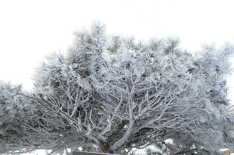 泰山在雪中