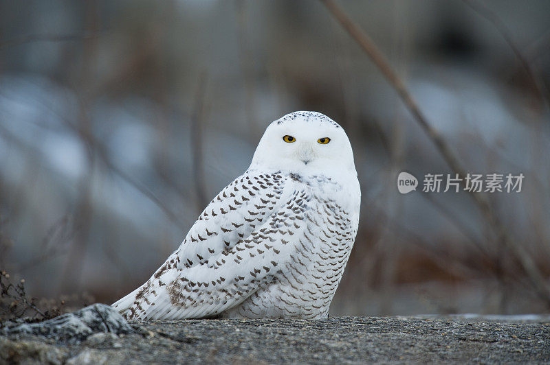 雪鸮