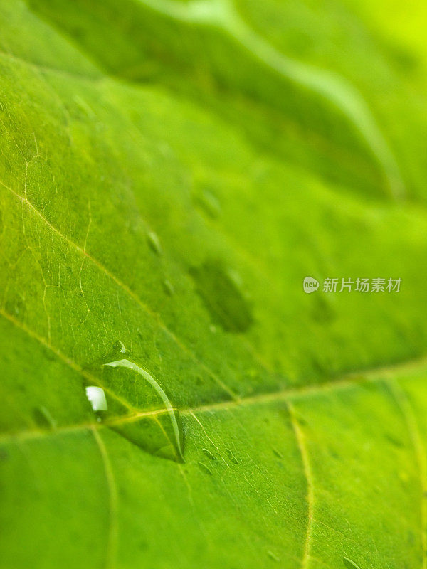 枫叶特写