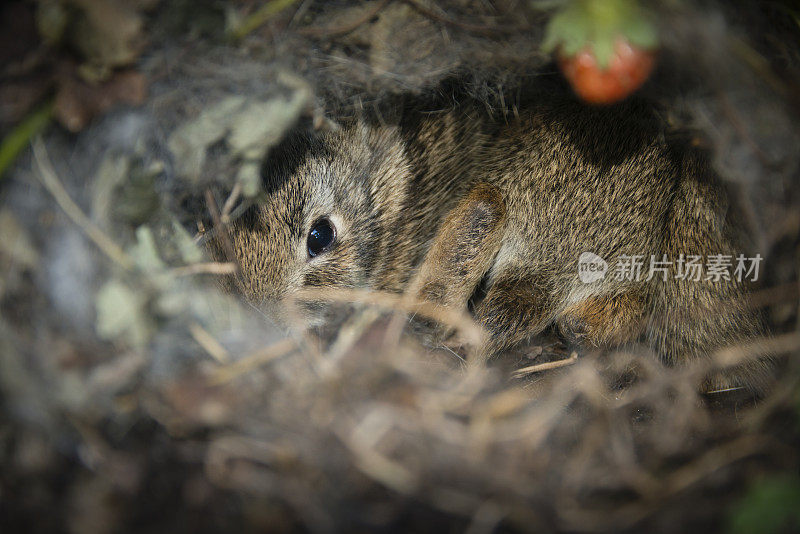 兔子宝宝躲在草莓树下-XXXL
