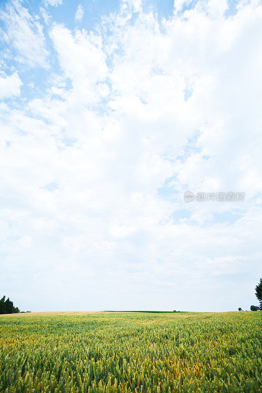 麦田上空夏日的云朵