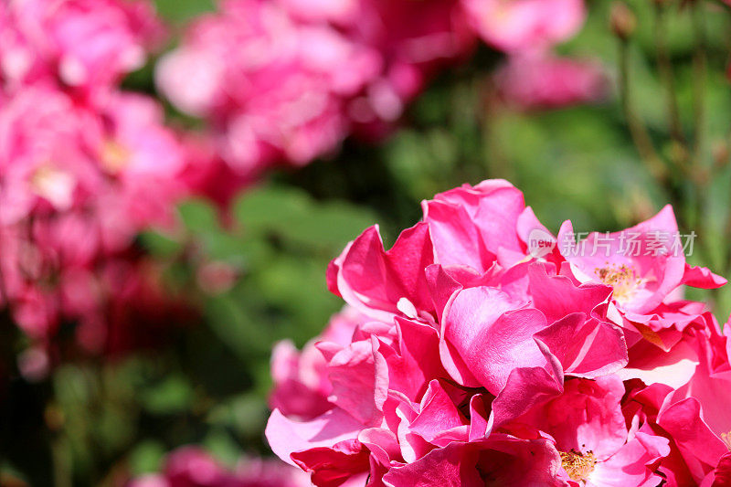 带有明亮的粉红色玫瑰和模糊的花园背景树叶的灌木