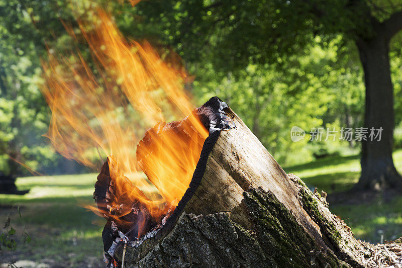 正在燃烧的空心树桩中的火灾