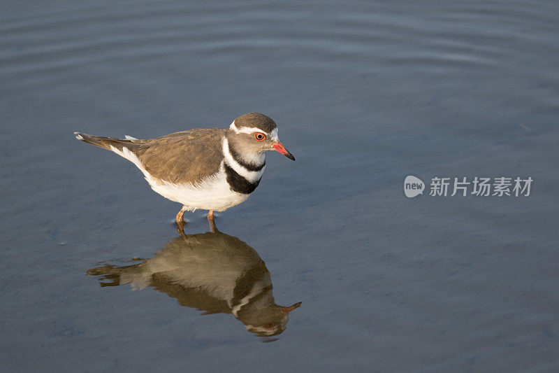 三级千鸟