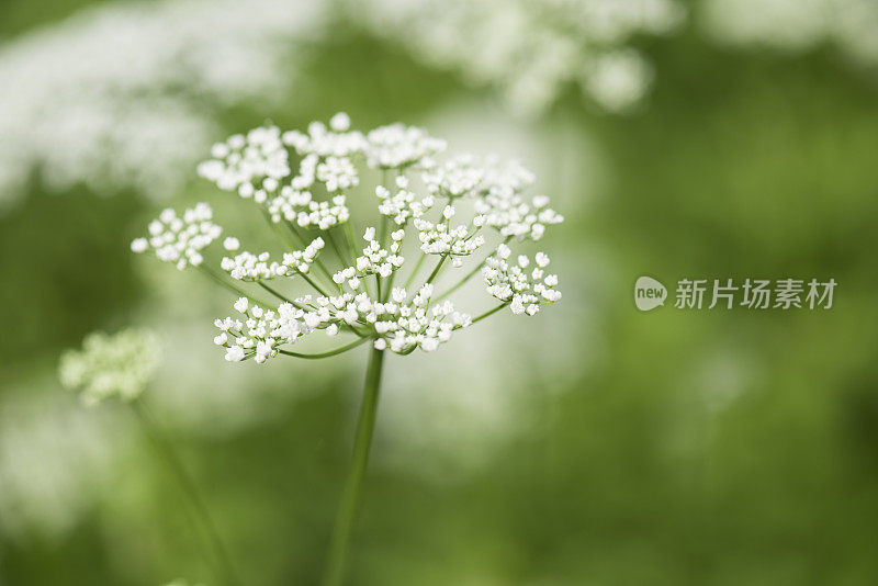 牛欧芹或樟子花