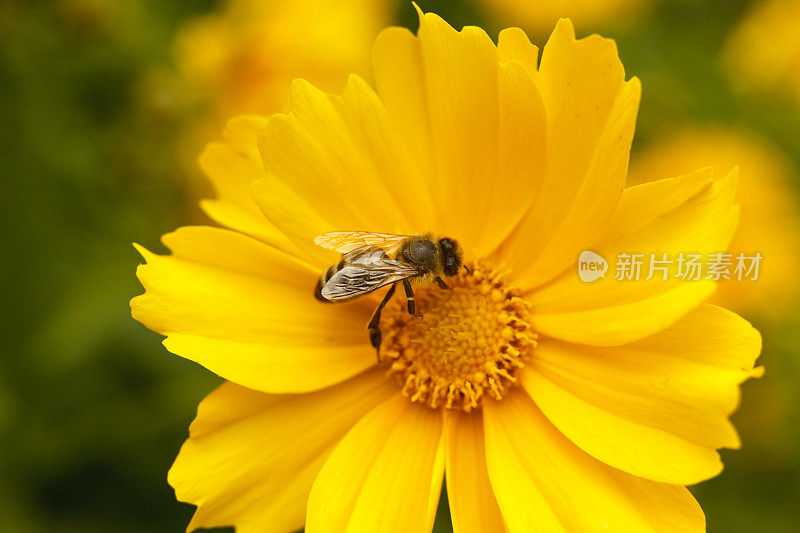 蜜蜂在黄花上