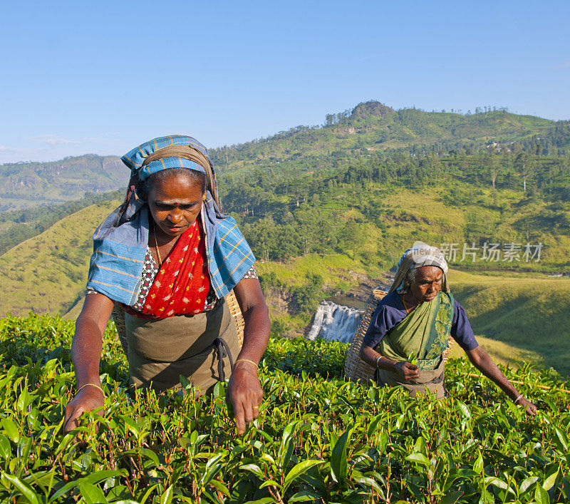 斯里兰卡采茶工人工作