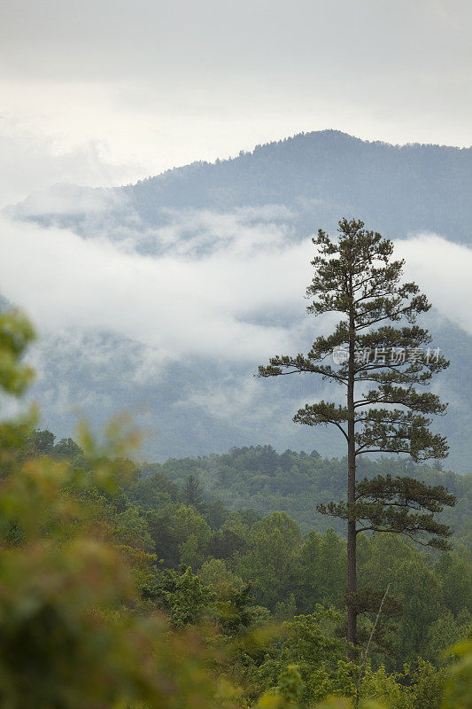 浓雾飘过田纳西州大烟山国家公园
