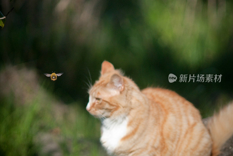 猫和大黄蜂
