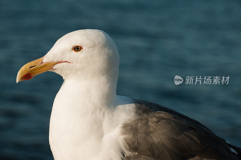 西部黄金