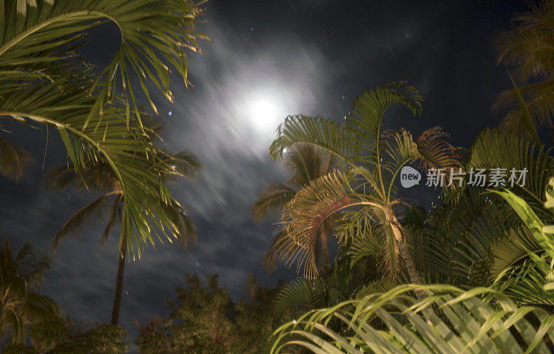 摘要，月光透过棕榈树