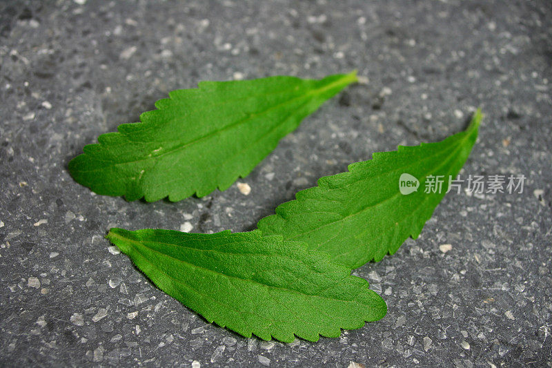 甜菊糖或甜药草