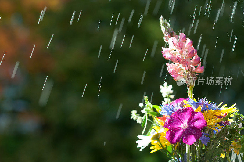 五彩缤纷的草地鲜花在雨中成束