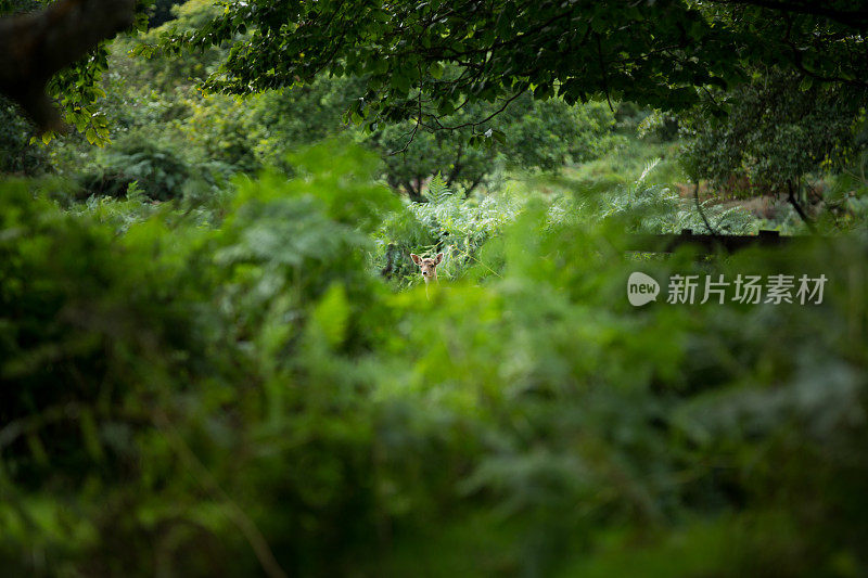 鹿在森林