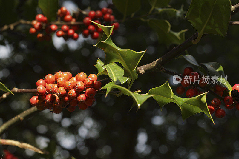 常绿冬青冬青的红色浆果，多刺的叶子