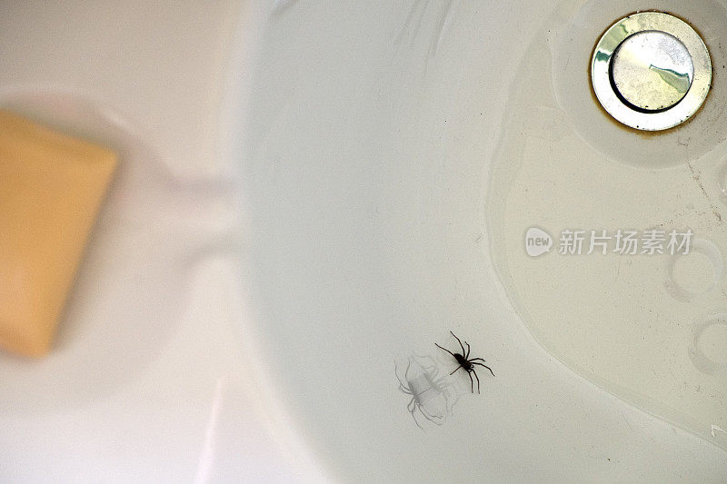 困在浴缸里的蜘蛛