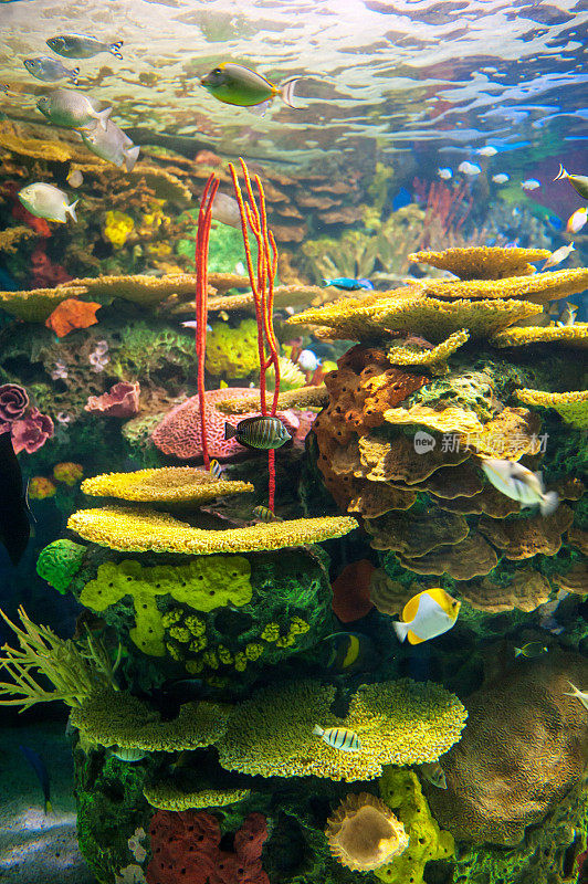 水族馆礁