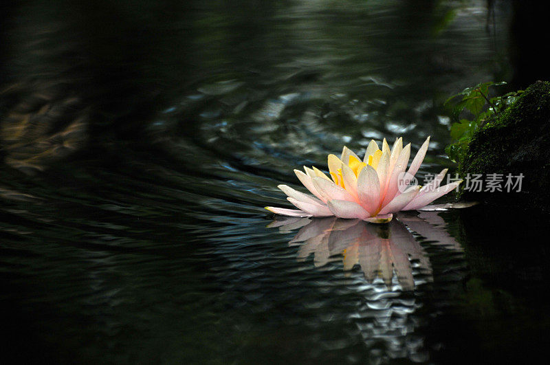 睡莲花开花