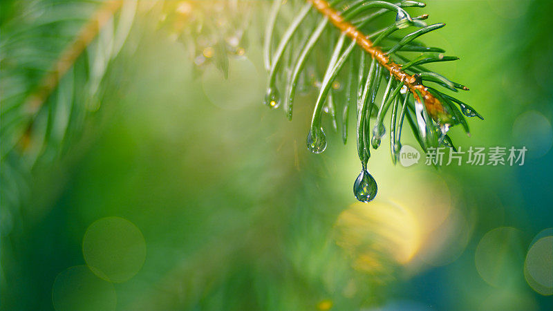 雨滴从树叶上落下