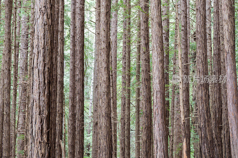 穆尔森林国家保护区的红杉树