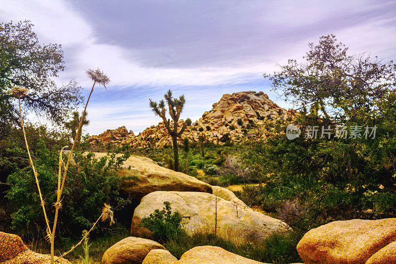 在美国加州约书亚树国家公园的徒步小径上，美丽的巨石、树木和仙人掌景观。