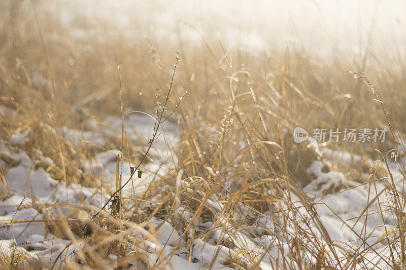 下雪的冬天的风景