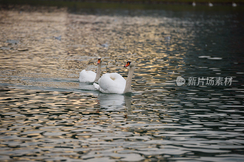 排中的两只天鹅