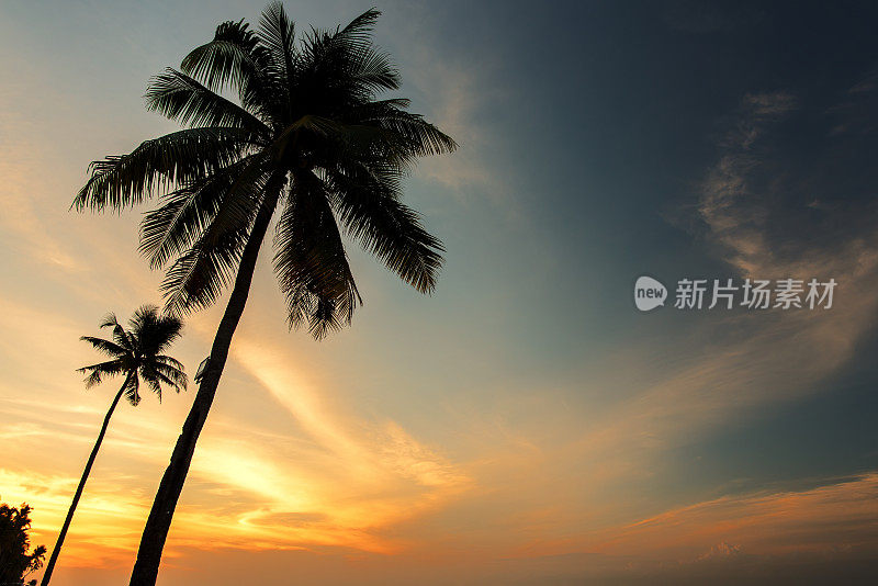 夕阳背景下的棕榈树剪影