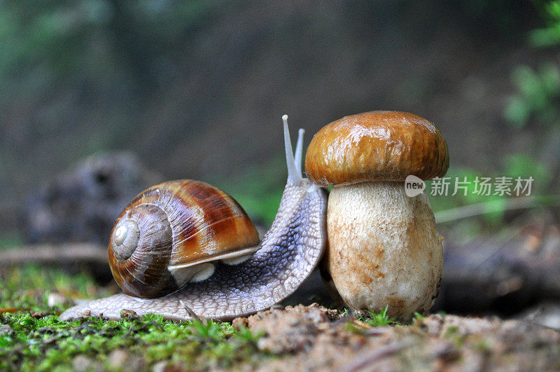 森林里的大蜗牛和蘑菇。