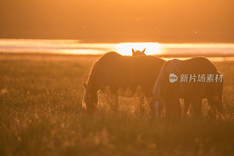 日落时野马在夏日草地上吃草